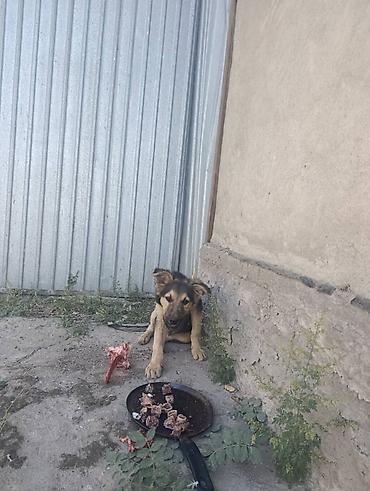 овчарка щенок цена: Собака даром: Овчарка, 3 месяца, Самец — 2