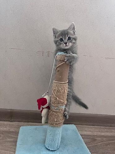 Pişiklər: Şotland — 11