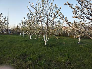 xirdalanda kiraye evleri: 7 sot, Tikinti, Mülkiyyətçi, Kupça (Çıxarış) — 10