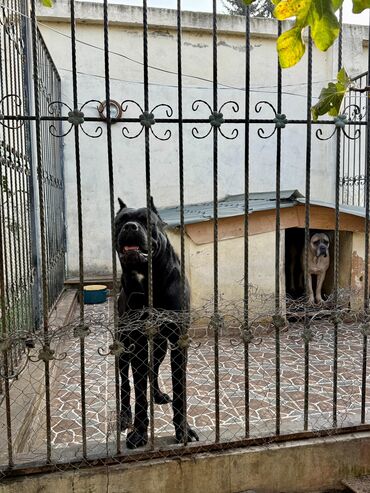 İtlər: Kane-Korso — 27