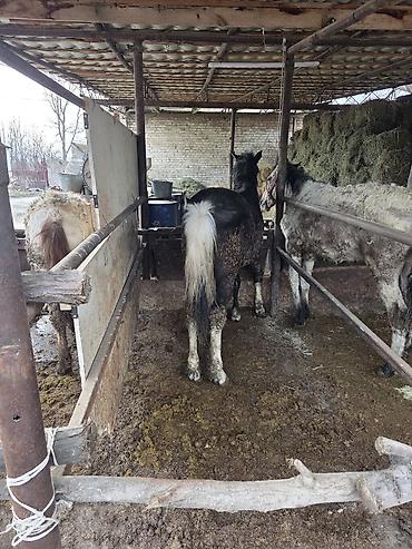 Другие животные: Байланган тайлар сатылат 6 баш Адрес Кун-Туу — 4