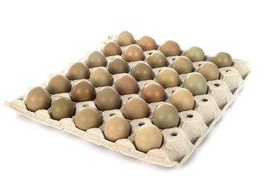 щенок хмонг цена: Продаю яйца фазана по низким ценам