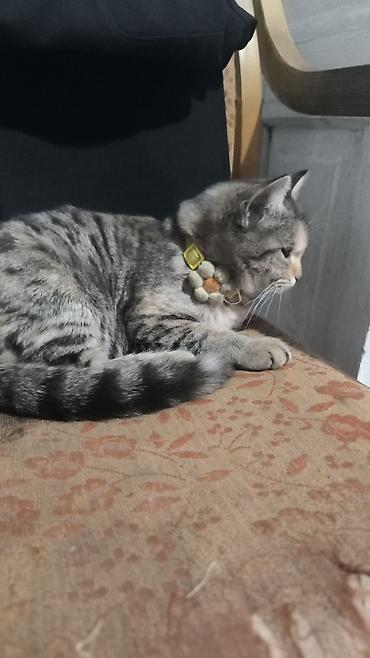 сколько стоят сфинксы кошки: Кошка даром: Скотиш Страйт (Шотландская прямоухая), 5 месяцев, Девочка, Проглистована — 2