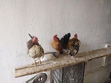 Toyuqlar: Toyuq, Damazlıq — 9