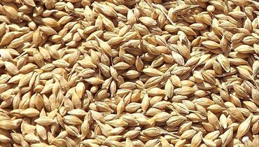 цена пшеницы в бишкеке 2022: Арпа оптом сатылат. Яровой сорт, семенной, Уруктукка да болот