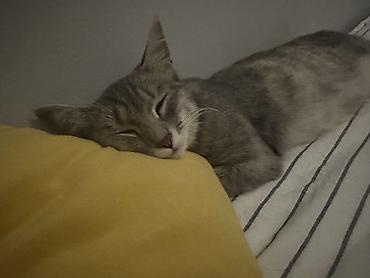 котята отдам: Котята от домашней кошки - На фото двое пушистых котят от — 4
