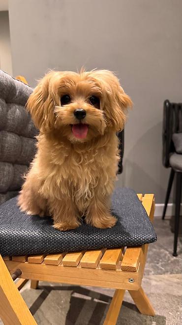 İtlər: 3 ay, Dişi, Peyvəndli, Ünvandan götürmə — 4