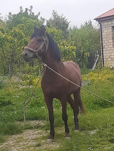 At satılır – qoşa yerişli, qəhvəyi rəngdə, möhkəm quruluşlu minik/iş