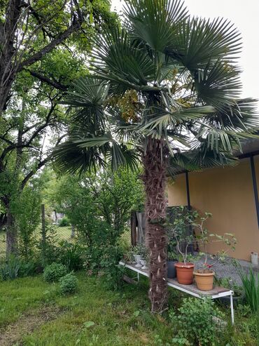 Otaq bitkiləri: Palma Agaci Hundurluyu 3 metr 15 ilin agacidi