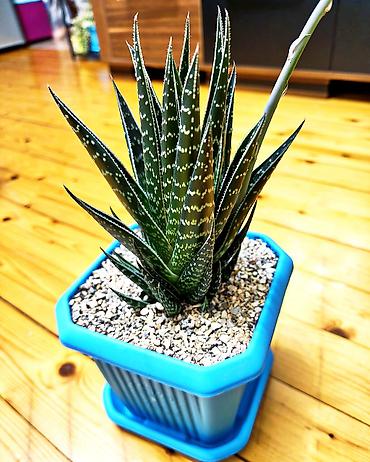 hilba bitkisi: Hibrid aloe "Tiki tahi". Ölçülər- hündürlük bitkinin özü 20 sm, qabla — 4