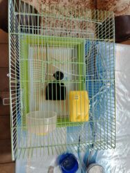 menks cinsi pişik: Quş qəfəsi dəsti - Material: metaldan tel karkas, möhkəm plastik lalafo.az -da menks cinsi pişik: Quş qəfəsi dəsti - Material: metaldan tel karkas, möhkəm plastik