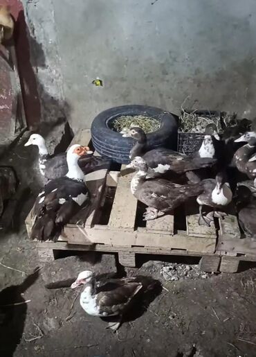 Ördəklər: Məhsul: ağ-qara və qəhvəyi-ağ rəng çalarlarında muskovi ördəklər — 9