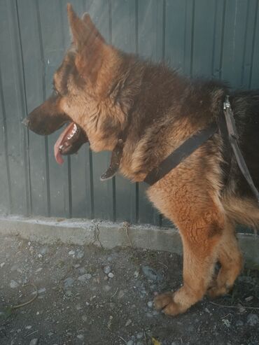 Собаки: Не продажа!!! предлагается кобель чистокровной немецкой овчарки. 1 год