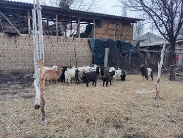 Козы, козлы: Продаю | Коза (самка) | Для разведения | Племенные — 6