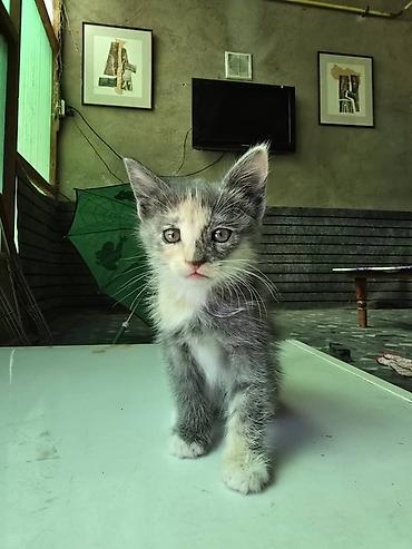 собака такса щенок: Котята даром, в добрые руки — 3