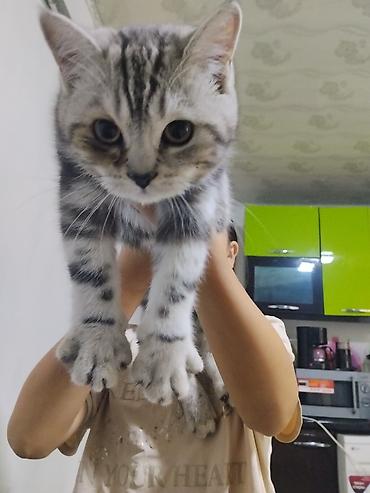 кошка каракол: 4 айлык, Эркек, Лотокко барууга үйрөтүлгөн — 2