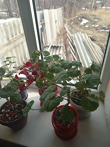 Другие комнатные растения: Продаю комнатные цветы — 2