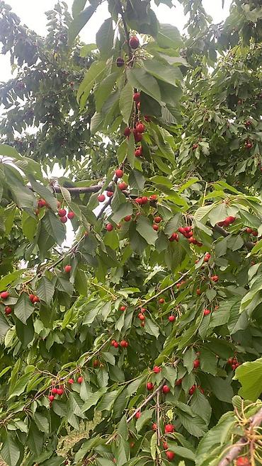 lepe: Gödəkli kəndınde ipək yolunun qırağında kəndə yaxın su daimi1 — 1
