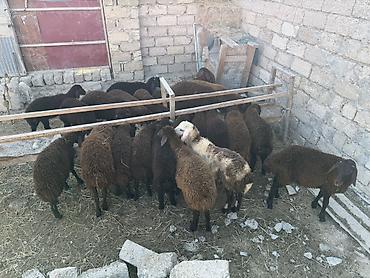 at satisi qiymetleri: Salam aleyküm 23 baş quzdu 6 dışı 17 erken kom 320 m tek tek 280 dan — 6