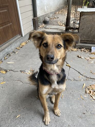 франсуский бульдог: Ит бекер берилет: 1 жаш, Ургаачы, Эмделген