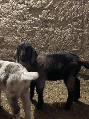 Козы, козлы: Продаю | Козлёнок | Для разведения — 1