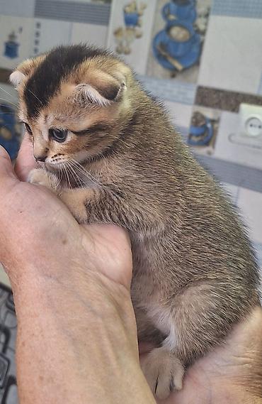 кошка породистые: Шотландский вислоухий котёнок (Scottish Fold) - Окрас: тёплый — 4