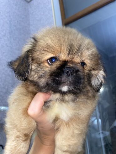 it yemeyi: Pekines balası sentiyabrın 16 sı doğulub erkek