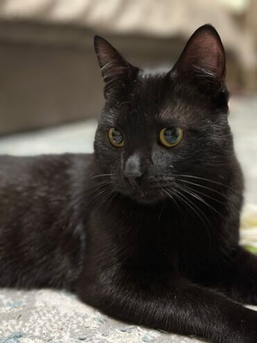 японская порода кошек: По просьбе ⬇️⬇️⬇️ 🆘🆘🆘У меня есть сосед в возрасте с черным котом и
