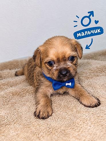 ягдтерьер щенки: ПРОДАЮТСЯ МИЛЫЕ ЩЕНЯТА! ❤️🐶 Ищем для наших малышей самых добрых и — 2