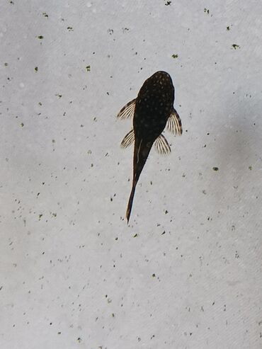 малки рыб: Сомик анцитрусы 2-2.5сантиметра