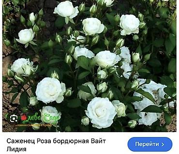 Роза: Саженцы — 15