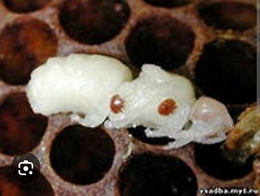 Другие животные: Продам сублиматор щавелевой кислоты для обработки пчёл от клеща Ворроа — 8