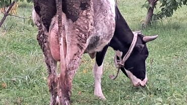 inək adı: Ivanovka sortu ikinci qarına doğub smental dişi balası yanında