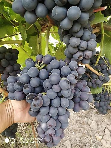 Виноград: Виноград В розницу — 9
