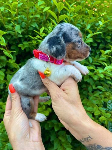 ogrlica leto: Registrovana odgajivacnica pasa “Happy Puppies” ima u ponudi stence