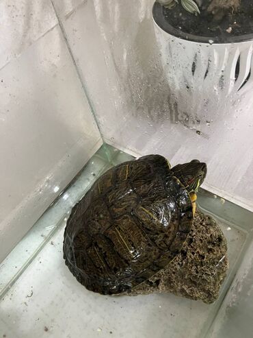 лягушки живые: Продаётся очаровательная красноухая черепаха, которая принесет радость