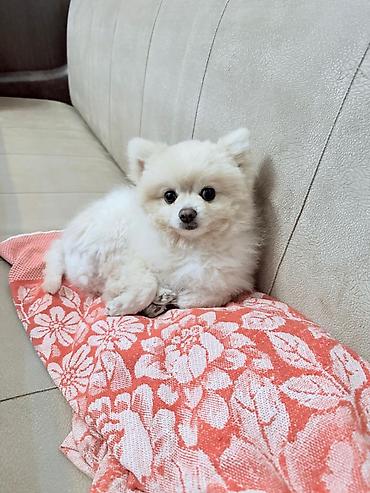 İtlər: Şpitz, 1 il, Erkek — 4