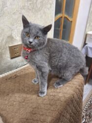 золотая шиншилла котенок: Самка, В добрые руки, Самовывоз