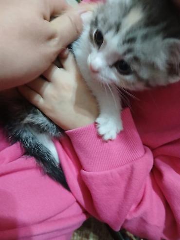 Отдам даром кошку: Котята в добрые руки. одна девочка, два мальчика проглистованы, едят — 5