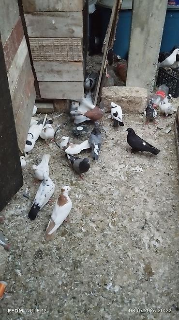 göyərçin satılır: Göyərçinlər satılır – müxtəlif rəng və növlər. - Ağ, qara-ağ, boz-ağ — 9