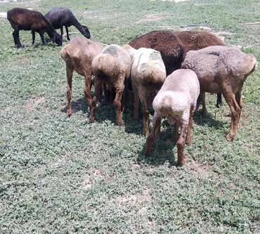 Бараны, овцы: Продаю | Овца (самка), Ягненок, Баран (самец) | Для разведения, Для шерсти | Матка, Ярка, Ягнившаяся