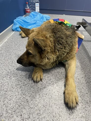 Услуги ветеринара: Ветеринарная клиника 🐱🐶🐏 Лечение домашних животных 🩹🩺 - Хирургическое — 4