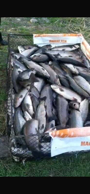 свежий рыба: Жаңы кармалган