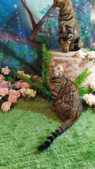 породистые кошки: Шикарные бенгальские котята 3-4мес. Лучший подарок для любящего — 6