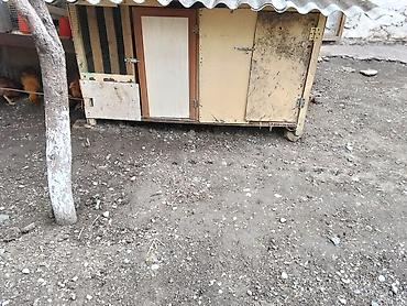 barter xoruz: Toyuq/broyler üçün çoxbölməli qəfəs-kümes - Material: ağac karkas — 4