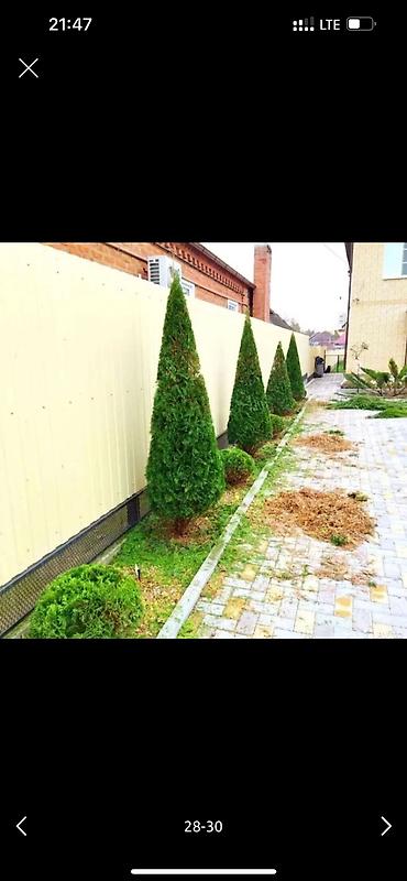 Дворники, садовники: 🌱Я Садовник Стрижка Живой изгородь,самшит,Туи,хвойные растения, Я — 27