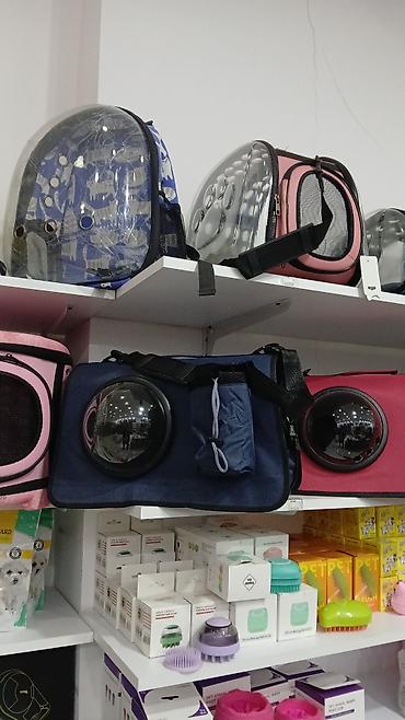 Pişiklər: Erkək, Pulsuz çatdırılma — 22