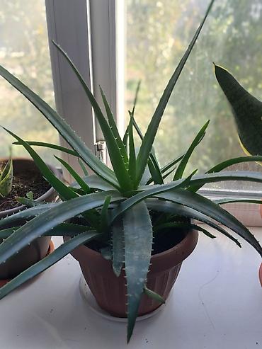 Драцены и Сансевиерии: Продаю комнатные цветы. Цены разные at lalafo.kg — 10 Драцены и Сансевиерии: Продаю комнатные цветы. Цены разные — 10