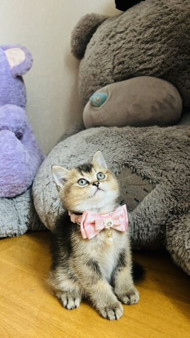 Pişiklər: Şinşilla, Dişi — 7