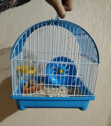 qefes satilir: Satılır: Hamster üçün qəfəsi Ölçülər: hündürlüyü 24 cm eni 15.5